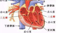 充血性心力衰竭