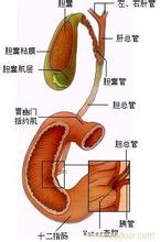 膽囊類癌