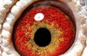 視網膜炎