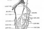 肛管內括約肌痙攣性收縮