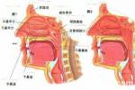 急性扁桃體炎