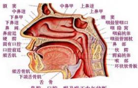 過敏性鼻炎