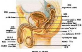 前列腺囊腫