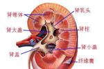 腎動脈血栓形成和栓塞