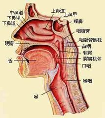 先天性短食管