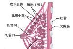 原發性乳腺淋巴瘤