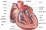 原發性單克隆免疫球蛋白病