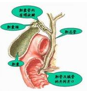 老年人膽囊癌