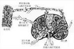 感染性心內膜炎