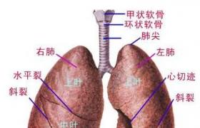 小兒先天性肺囊腫