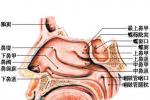 常年性鼻炎