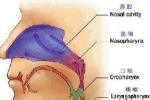 常年性鼻炎