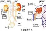 慢性腎小球腎炎