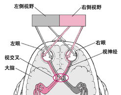 視神經疾病