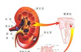 肝硬化性腎損害
