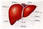 肝硬化性腎損害