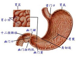 腸胃炎