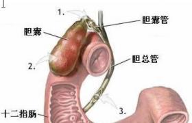 十二指腸良性腫瘤