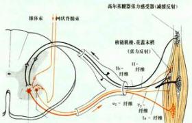 眼瞼痙攣-口下頦部肌張力障礙