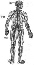 周圍神經系統腫瘤