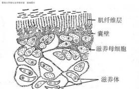 肉孢子蟲病