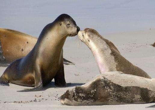 海獅灣保育公園 Seal Bay Conservation Park