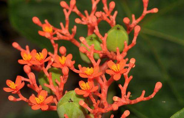 喬治佈朗植物園 George Brown Darwin Botanic Gardens