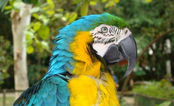 凱恩斯熱帶動物園 Cairns Tropical Zoo