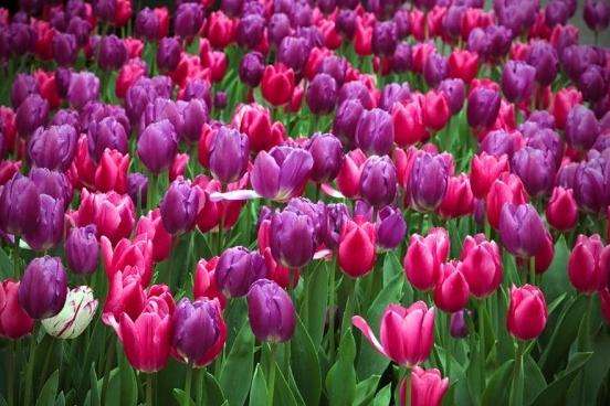 艾露恩植物園 Araluen Botanic Park