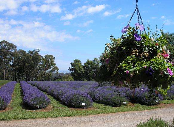 瓦蒂娜薰衣草農場 Warratina Lavender Farm