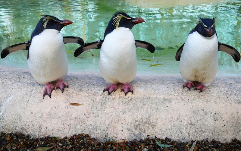 紐西蘭次南極區群島 New Zealand Sub-Antarctic Islands