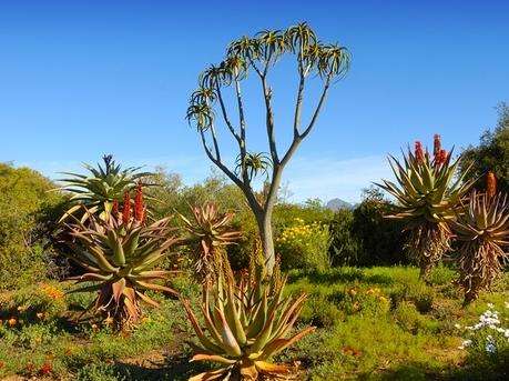 卡魯沙漠國傢植物園 Karoo Desert National Botanical Garden