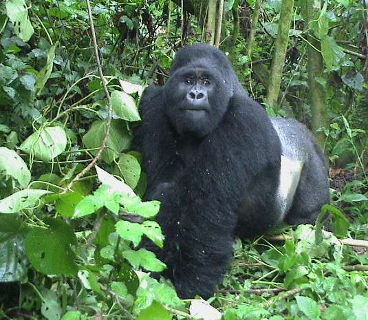 姆加新加大猩猩國傢公園 Mgahinga Gorilla National Park
