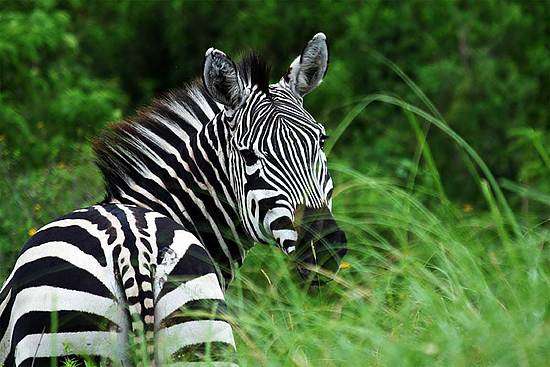 阿魯沙國傢公園 Arusha National Park