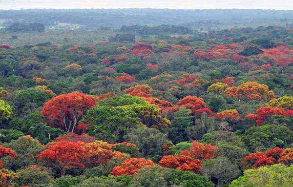 奧紮拉國傢公園 Odzala National Park