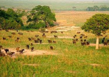 加蘭巴國傢公園 Garamba National Park