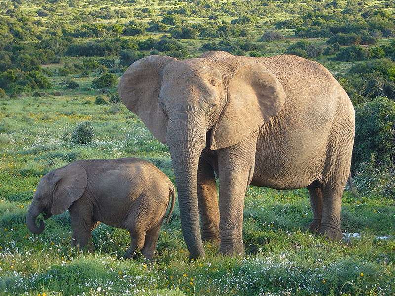 阿多國傢公園 Addo Elephant National Park