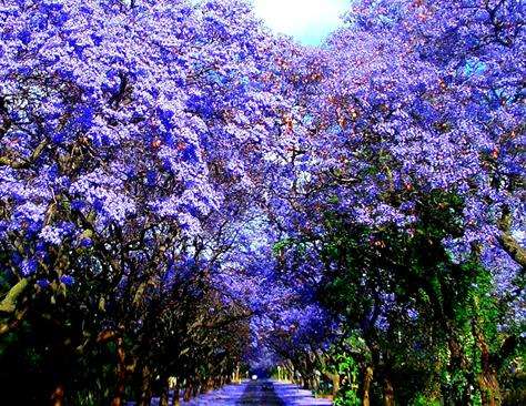 藍花楹隧道 Jacarandas Walk