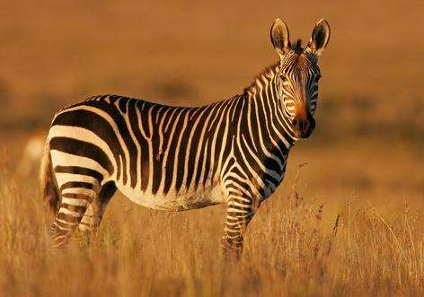 山斑馬國傢公園 Mountain Zebra National Park