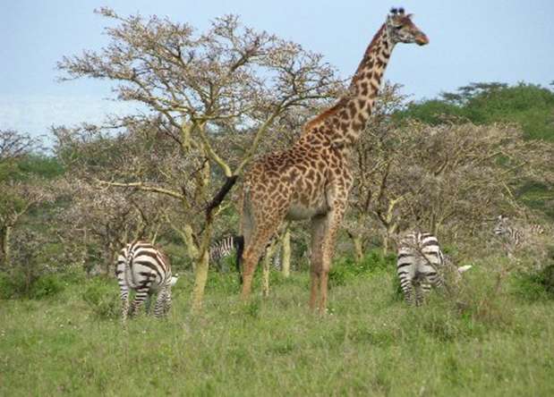 塞倫蓋蒂國傢公園 Serengeti National Park