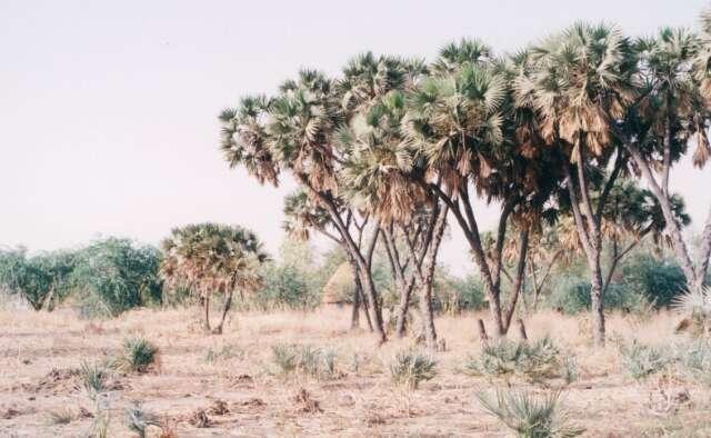 尼日爾“W”國傢公園 W National Park of Niger