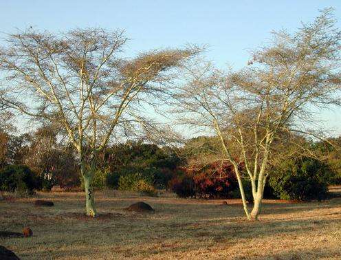 普利托裡亞國傢植物園 Pretoria National Botanical Garden