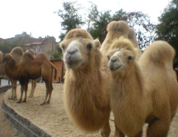 佈達佩斯動物園 Budapest Zoo