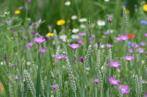 切爾西藥用植物園 Chelsea Physic Garden