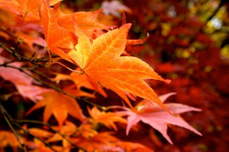 韋斯頓伯特植物園 Westonbirt Arboretum