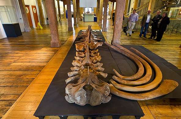 碼頭區博物館 Museum of London Docklands