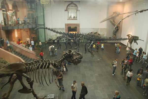 森根堡自然博物館 Senckenberg Museum