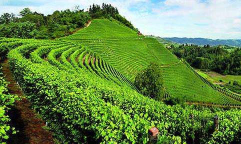 皮埃蒙特的葡萄園景觀 The Vineyard Landscape of Piedmont Langhe-Roero and Monferrato