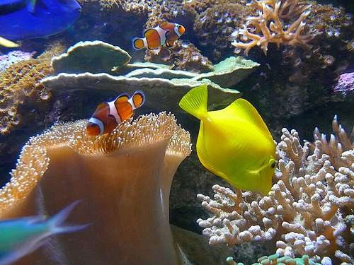 貝根水族館 Bergen Aquarium