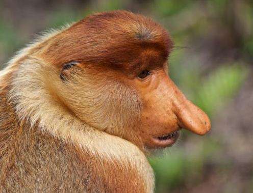 拉卜灣長鼻猴保護區 Labuk Bay Proboscis Monkey Sanctuary